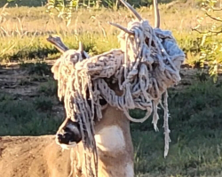 Town Calls About Deer With Hammock Antlers — Officials Say He’s Just In A Phase
