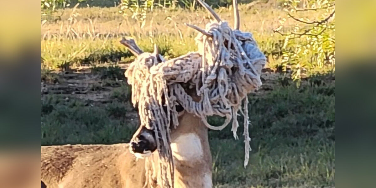 Borgstrand hopes the deer will continue to persevere until he loses that temporary ‘wig.’ But in the meantime, she plans to observe his progress. “Our local wildlife is precious to the folks of Lago Vista,” Borgstrand said.