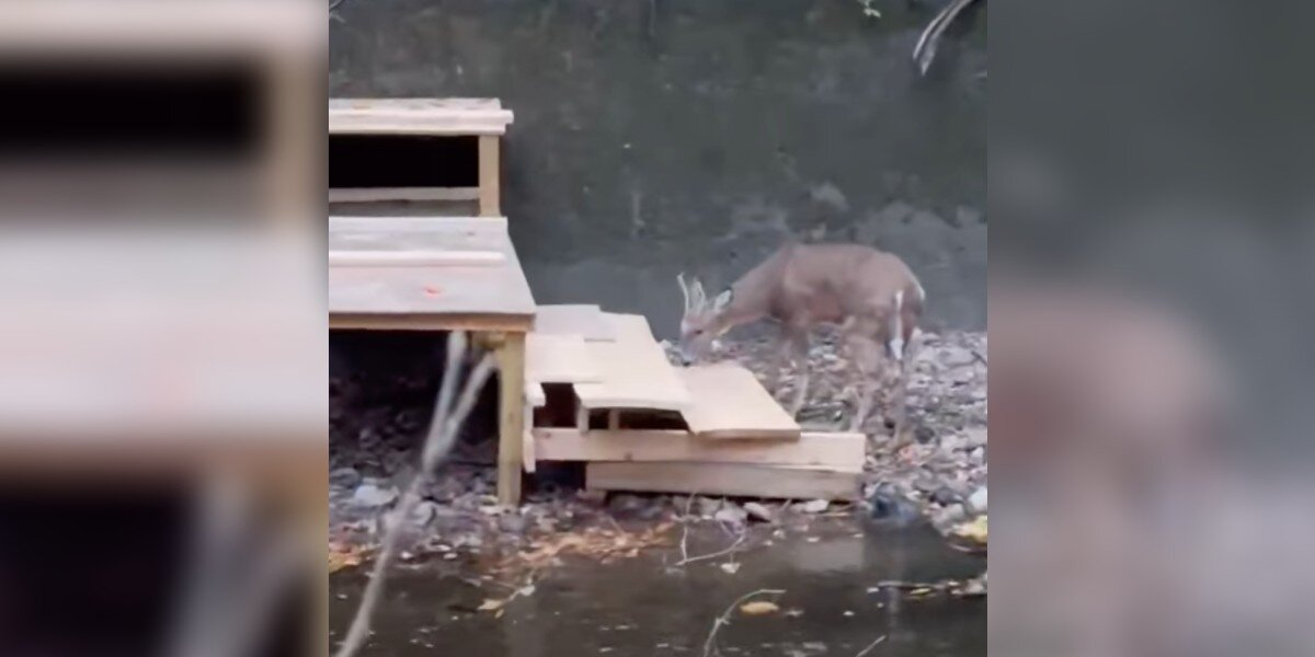 Rescuers Race A Storm To Build A Staircase That Frees Trapped Deer
