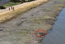 Firefighters Use Drone To Find Tiny Dog Struggling To Survive In Canal