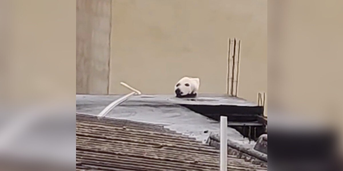 Man Does A Double Take After Spotting The Strangest “Dog” On A Rooftop