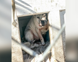 Family Moves Away And Leaves Dog Behind — She’s Found Hiding In The Only Home She’s Ever Known