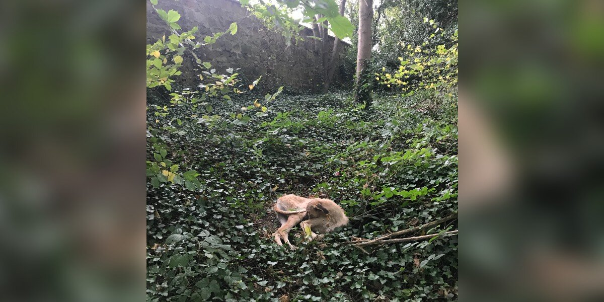 Dog Found Curled Up In Woods Was Quietly Waiting For Someone To Save Him