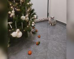 Cat’s One Fear Becomes the Ultimate Weapon Against Christmas Tree Chaos