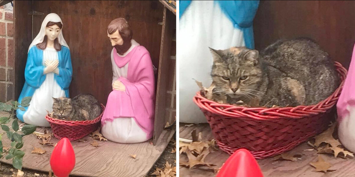 Grumpy Cat Camps Out in Nativity Scene — and Accidentally Makes Everyone Smile
