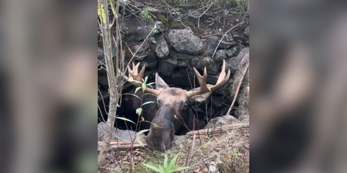 Teen Hears A Loud Crash In The Woods — Then Discovers A Massive Moose Trapped In A Well