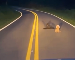 Two Poodles Waited In The Middle Of A Quiet Road For Owners Who Were Never Coming Back