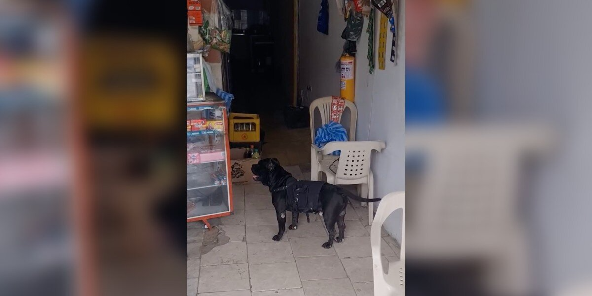 His Mom Can’t Walk To The Store — So Her Dog Runs The Errands Instead