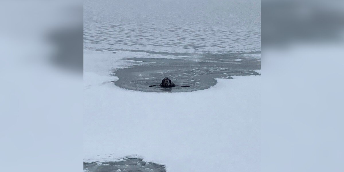 Firefighter Dives Into Frozen Lake After Locking Eyes With Dog Trapped In Ice