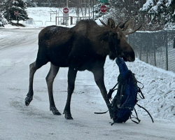 Anchorage Moose Roams City With Surprising Hitchhiker Tangled In His Antlers