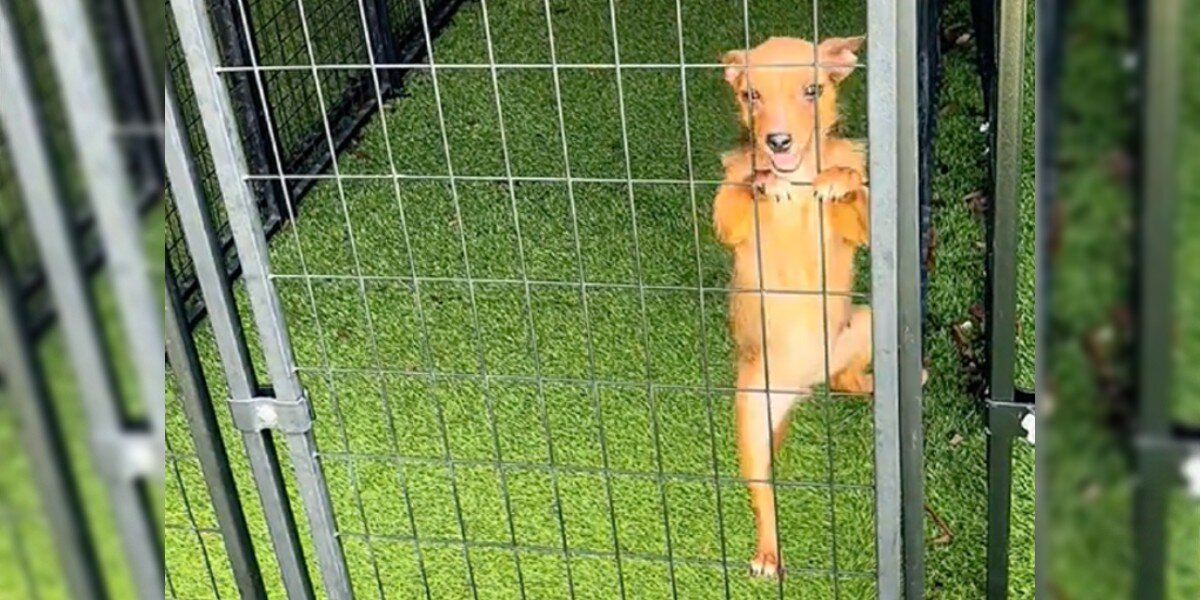 Lonely Shelter Pup Scales Kennel Door Just to Get a Hug