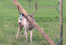 Deer Gets Antlers Tangled In Fence — And Ends Up Dragging A 6-Foot Wooden Post