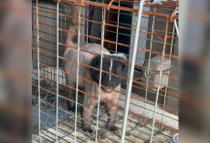 Bald, Mangy Skunk Walks Into Wildlife Center — And Quietly Asks For Help
