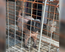 Bald, Mangy Skunk Walks Into Wildlife Center — And Quietly Asks For Help