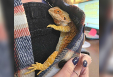 Shivering Bearded Dragon Clings To Shelter Staff — And They Realize She Just Wants Comfort