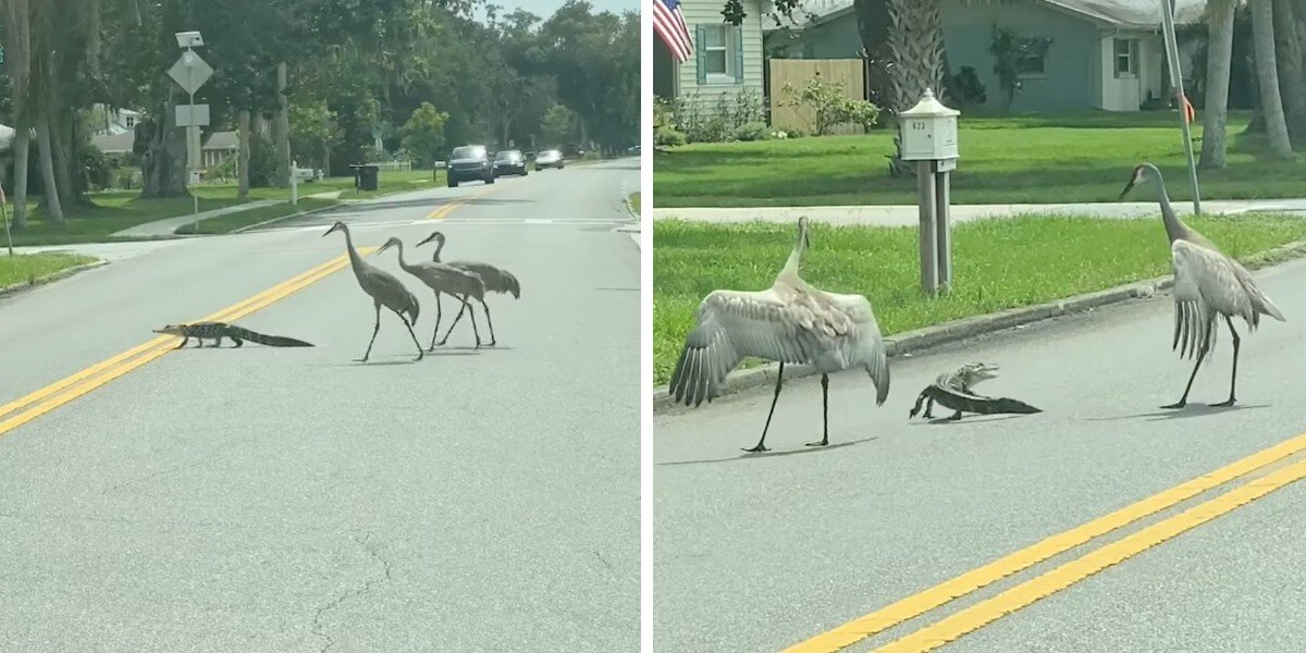 Family Pulls Over As Cranes Team Up To Safely Escort A Young Alligator Across The Road