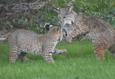 Wild Bobcat Mom And Kitten Turn Man’s Backyard Into A Playful Wonderland