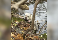 Terrified Dog Clings To Icy Creek Bank Until Strangers Team Up To Save Her