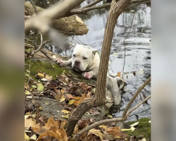 Terrified Dog Clings To Icy Creek Bank Until Strangers Team Up To Save Her