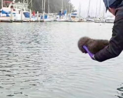 Rescuers Play Crying Baby’s Calls Over A Speaker — Then Watch An Otter Mom Rise From The Waves