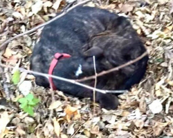 Starving Dog Found Wrapped in Fallen Leaves as He Waited for Someone to Save Him