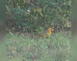 Gardener Spots Strange Yellow Shape In Her Yard — Then Realizes She’s Looking At A Rare Cardinal