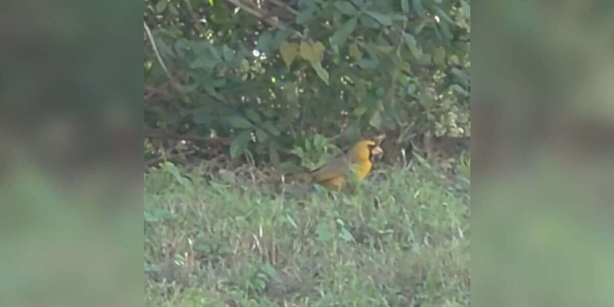 Gardener Spots Strange Yellow Shape In Her Yard — Then Realizes She’s Looking At A Rare Cardinal