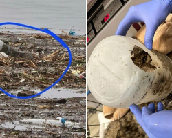 Rescuers Save ‘Dog’ Trapped In Floodwaters — Then Realize It’s Not A Dog At All