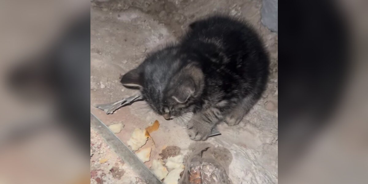 Construction Workers Hear Cries — And Discover A Frozen Kitten Clinging To Life