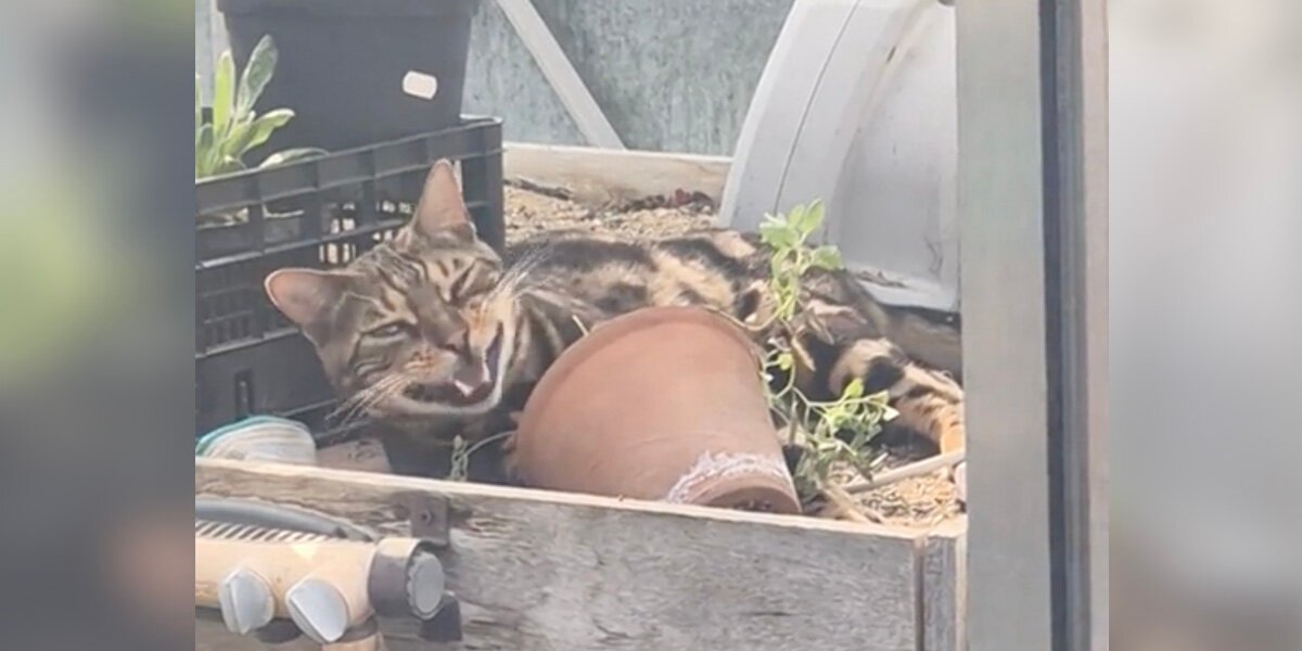 Man Finds A Cat Has Broken Into Greenhouse — And Realizes Exactly Why