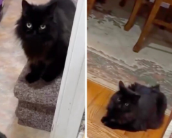 Pet Sitters Think They Lost a Cat — Then Realize They’ve Been Living With the Wrong One