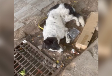 Dog Left for Dead in Busy Market Finds the Strength to Stand When Help Finally Arrives