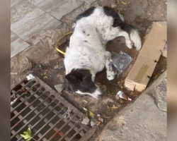 Dog Left for Dead in Busy Market Finds the Strength to Stand When Help Finally Arrives