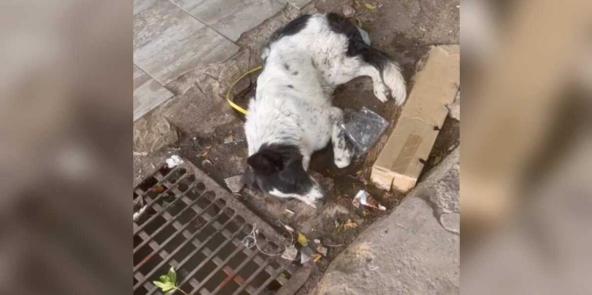 Dog Left for Dead in Busy Market Finds the Strength to Stand When Help Finally Arrives