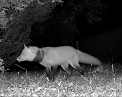 Woman Spots Fox With a Tube Around His Neck — and Realizes He Needs Help Fast