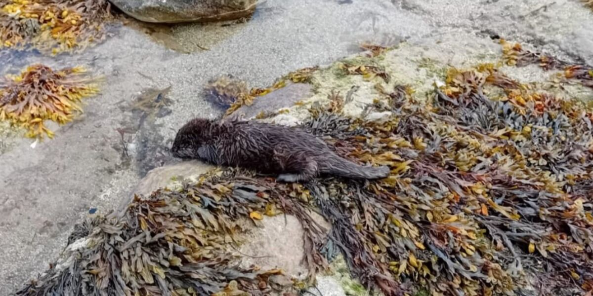 Beachgoers Spot Tiny Animal After Storm — Then Realize a Wild Baby Needs Help Fast