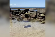 Beachgoers Spot a Moving Shadow in a Shrinking Tide Pool — and Rush to Save What’s Inside