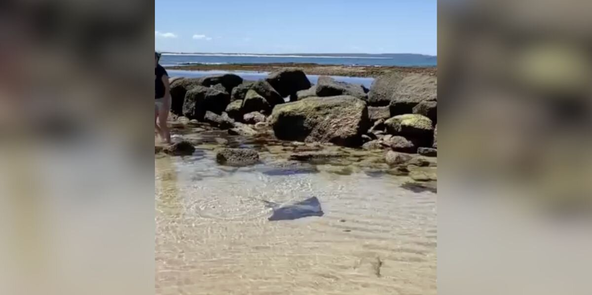Beachgoers Spot a Moving Shadow in a Shrinking Tide Pool — and Rush to Save What’s Inside