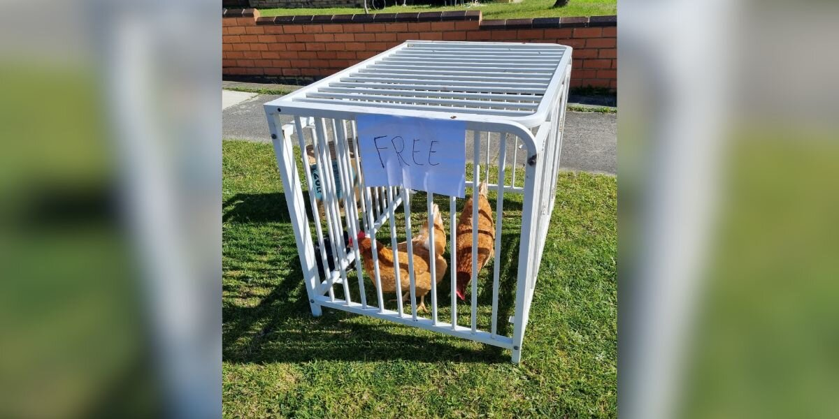 Someone Left These Two Hens On The Curb With A “Free” Sign — And The Reason Was Devastating