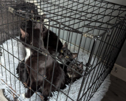 Dog Walker Watches Van Stop Suddenly — Then Sees A Crate Thrown Out With A Terrified Cat Family Inside