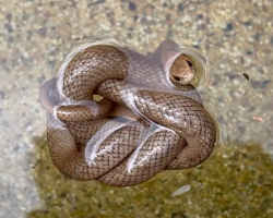 Veteran Snake Catcher Is Stunned After Discovering The Ingenious Way Trapped Snake Stayed Alive