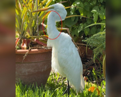 Man Watches Egret Stand Frozen For Hours — Then Sees A Snake Slither Out Of Her Mouth