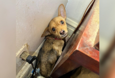 Police Discover A ‘Terrified’ Puppy Alone In Abandoned House — And Change His Life Forever