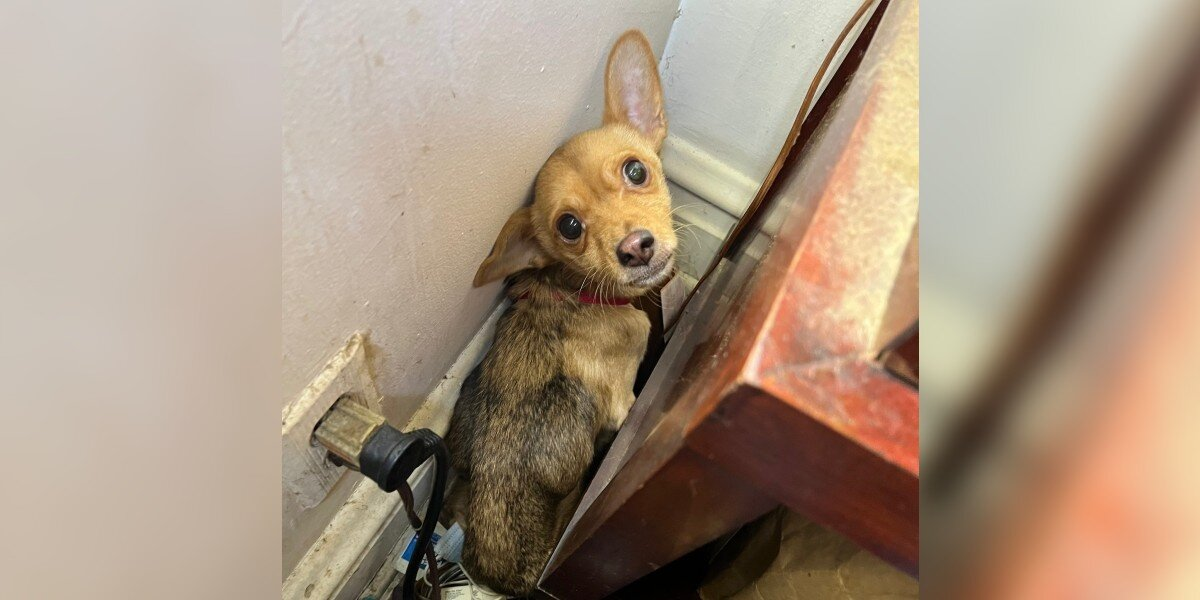 Police Discover A ‘Terrified’ Puppy Alone In Abandoned House — And Change His Life Forever