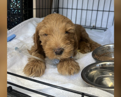 Shelter Puppy Couldn’t Even Hold Up His Head — Until Love Taught Him How To Run