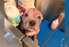 Puppy Covered In Pink, Painful Skin Gets A Second Chance — And One Month Later, She’s Unrecognizable