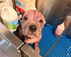 Puppy Covered In Pink, Painful Skin Gets A Second Chance — And One Month Later, She’s Unrecognizable