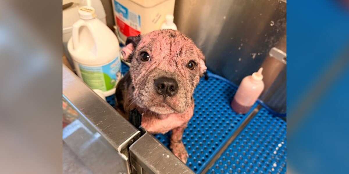 Puppy Covered In Pink, Painful Skin Gets A Second Chance — And One Month Later, She’s Unrecognizable