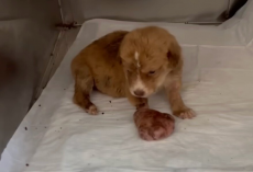 Rescuer Finds Abandoned Newborn Puppy With A Paw So Big He Feared The Worst