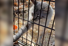 Missing Cat Hears His Mom’s Voice On Speaker — And Reaches Out For The Phone